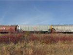 CN 113786
